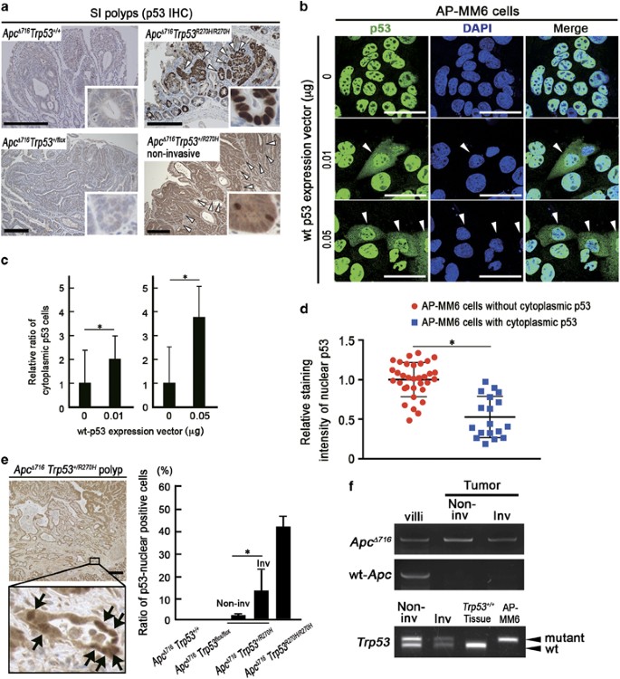 MDM2, MDMX and p53 protein stability
